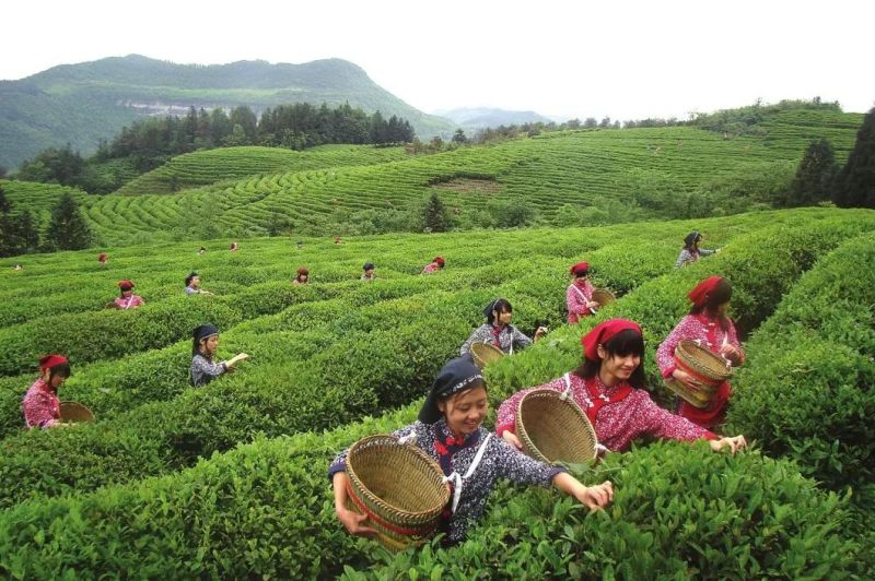 Green Tea Colour Sorter Machine for Sorting Ceylon Tea