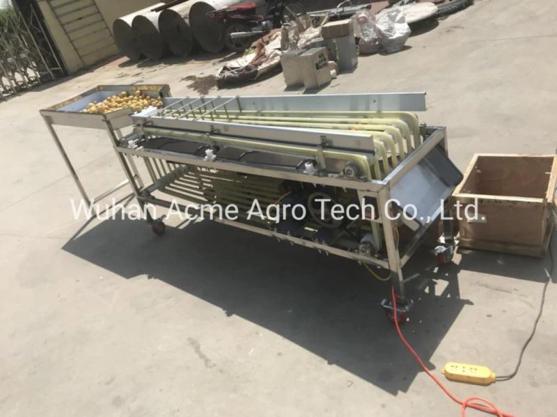 Dates Avocado Onion Size Grading Sorting Machine