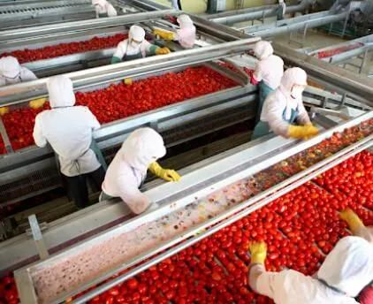 Automatic Tomato Fruit Washing and Processing Machine