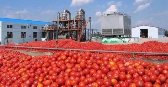 Stainless Steel Continuous Tomato/Spinach/Celery Washing Machine|Bubble Type