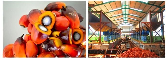 Huatai Palm Fruit Oil Extraction Machine, Palm Oil Equipment