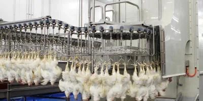 Slaughtering Equipment Manufacturer / Halal Slaughter of Livestock and Poultry