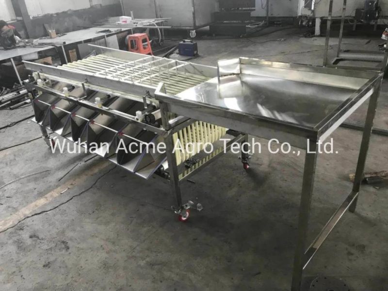 Fruit Apple Sorting Tomato Walnut Dates Grading Machine