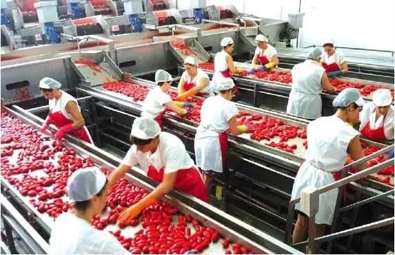 Tomato Cleaning Equipment Small Tomato Bubble Washing Machine