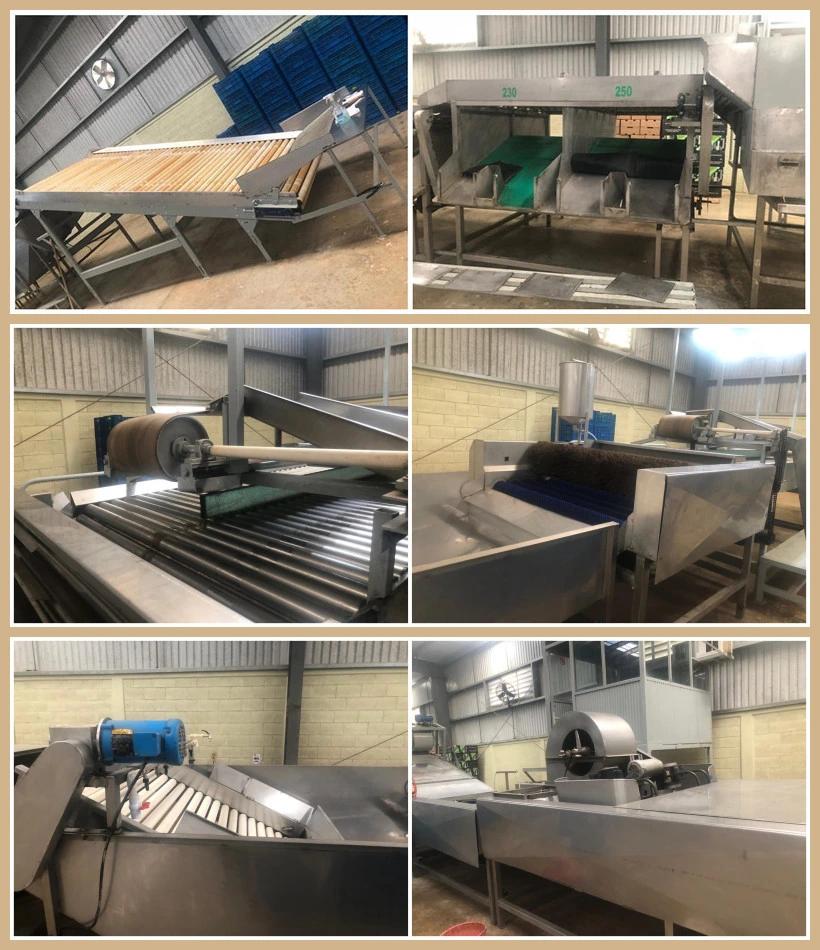 Automatic Fruit & Vegetable Washing / Waxing / Grading / Sorting Machine Machinery