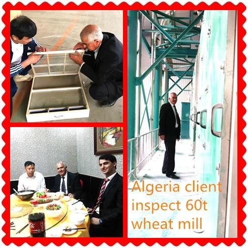 Best Factory Price 100t/D Wheat Flour Milling Machine Plant