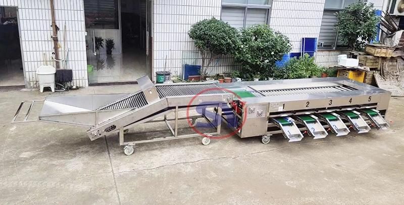 Sugar Orange Avocado Fruit Sorting Grading Machine