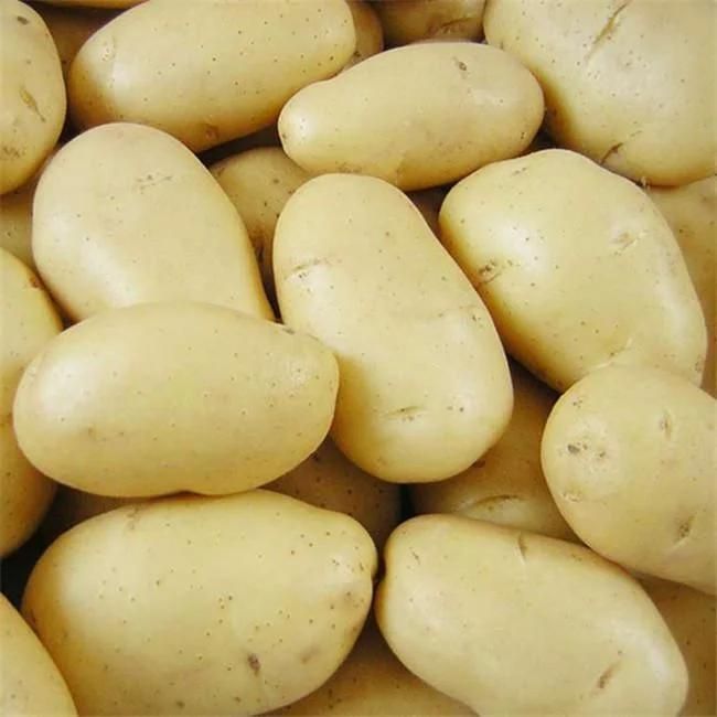 Root Vegetable Potatoes Washing and Peeling Machinery Potato Peeler Machine