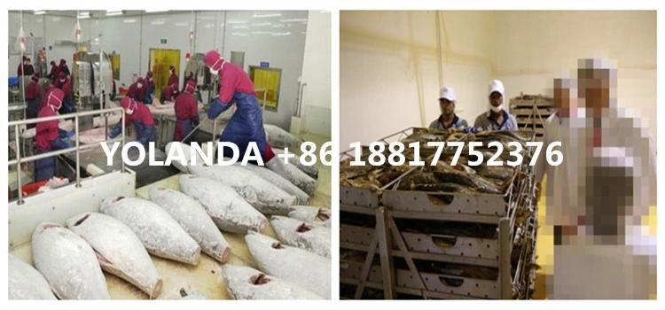 Tuna Processing Machine Canning Plant