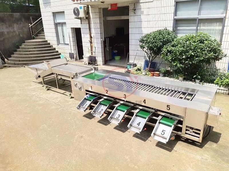 Fruit&Vegetable Washing Grading Waxing Machine Production Line