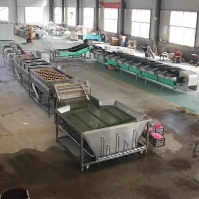 Ozone Tomato Carrot Washing Waxing Sorting Line with CE Certification