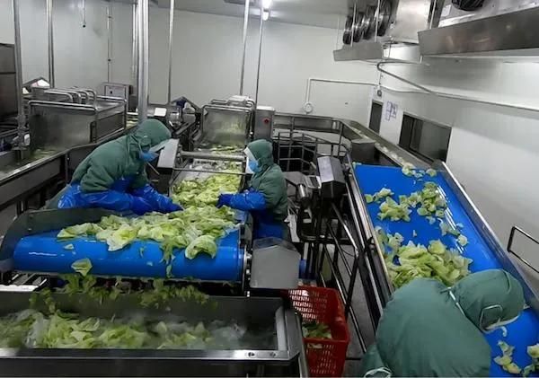 Spinach Processing Line Bubble Washing Drying Blanching and Cooling Line