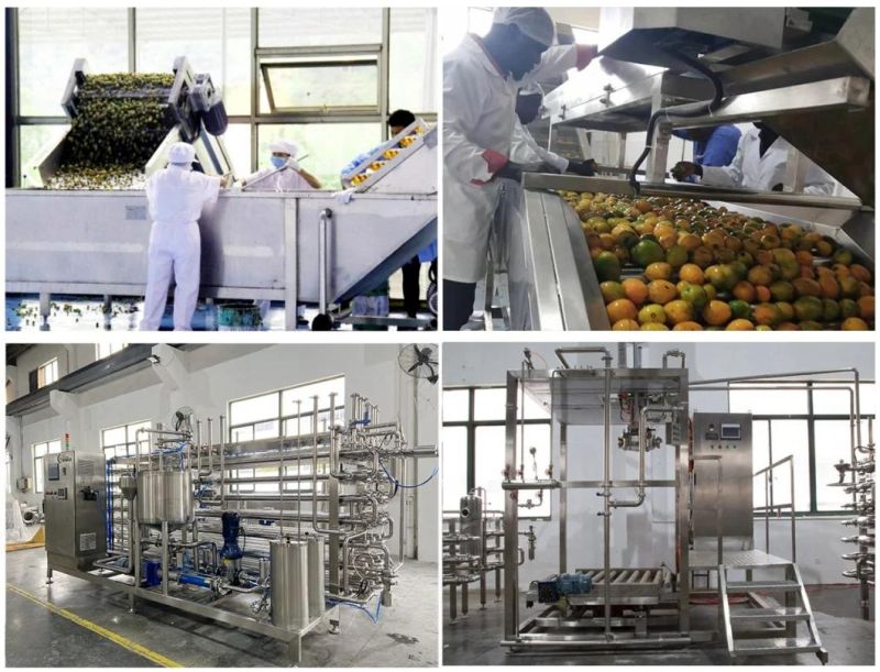 Mango Paste Processing Equipment Form Chase