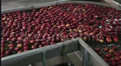 Plum Washing Machine and Plum Processing Machine