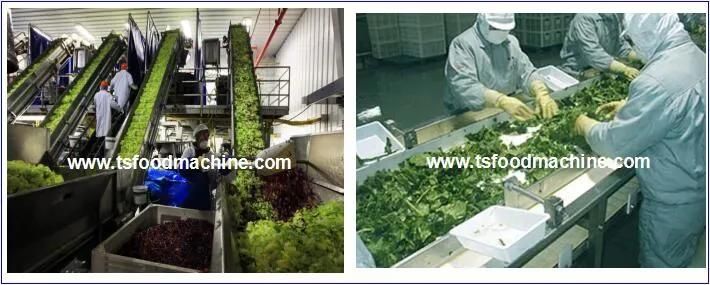 Vegetable Cleaner Washing Machine Ozone Fruit and Vegetable Processing Machine