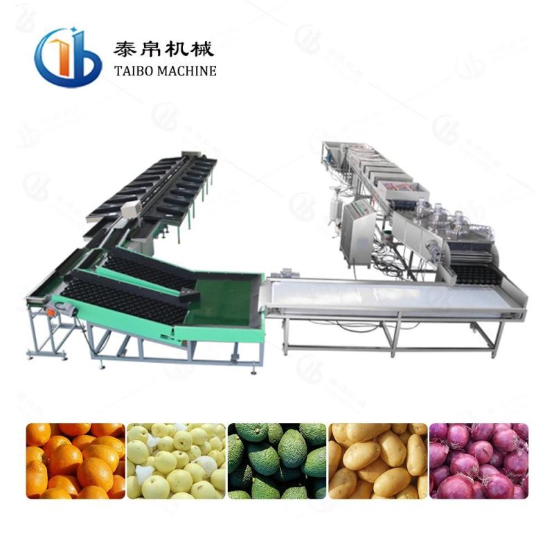 Industrial Avocado Orange Lemon Grapefruit Mango Washing Waxing Weight Grading Line for Factory