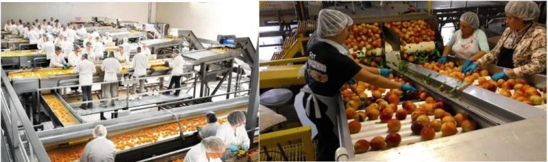 Yellow Peach Washing Machine Peach Can Processing Line
