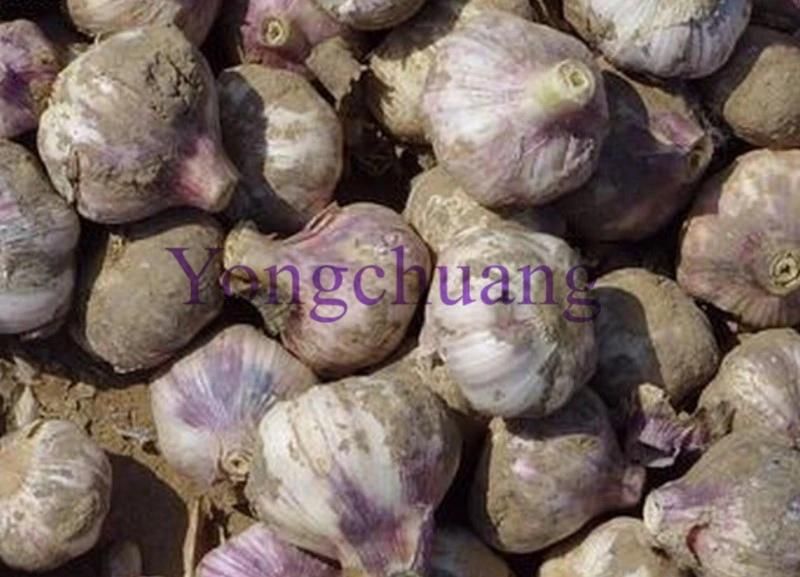 High Quality Garlic Cutting Machine with High Efficiency