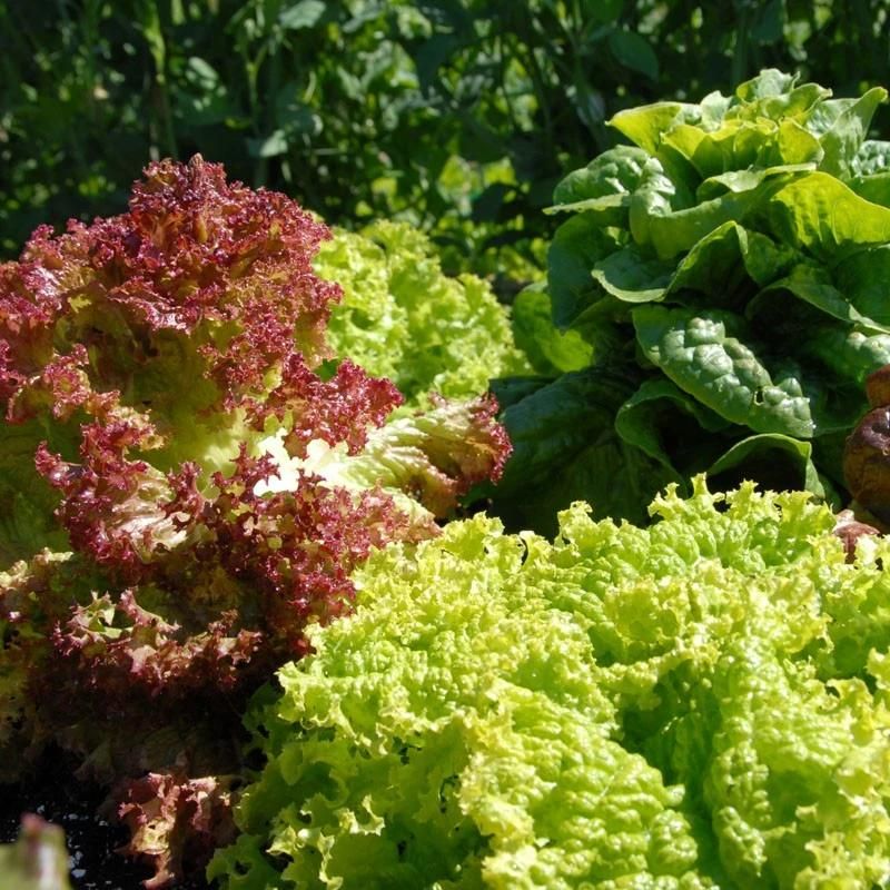 Air Bubbles Vegetable Washer Green Leaf Vegetable Lettuce Spinach Washing Machine