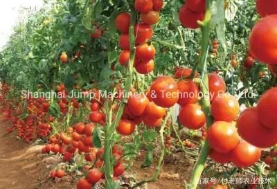 NFC Tomato Juice Processing Line Fresh Flavor High Quality Not-From-Concentrate Juice ...