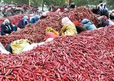 Pepper Chilli Stem Cutting Machine