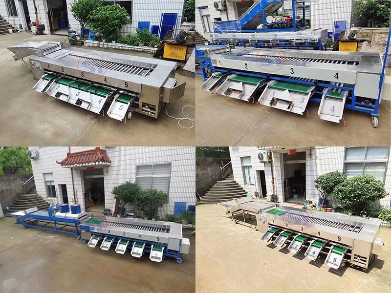 Commercial Mango Lemon Blueberry Sorting Grading Machine for Sale