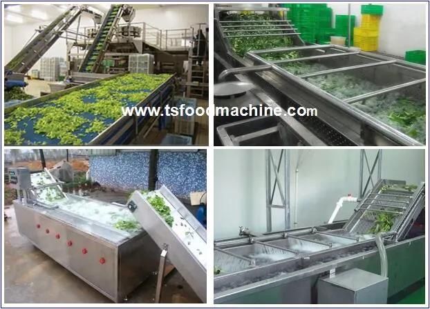 Continouse Washing Machine Food Processing Machine Fruit and Vegetables Washer