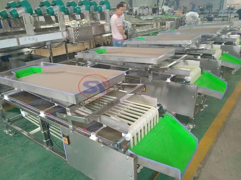 Walnut Sizing Sorting Machine Size Grading Factory