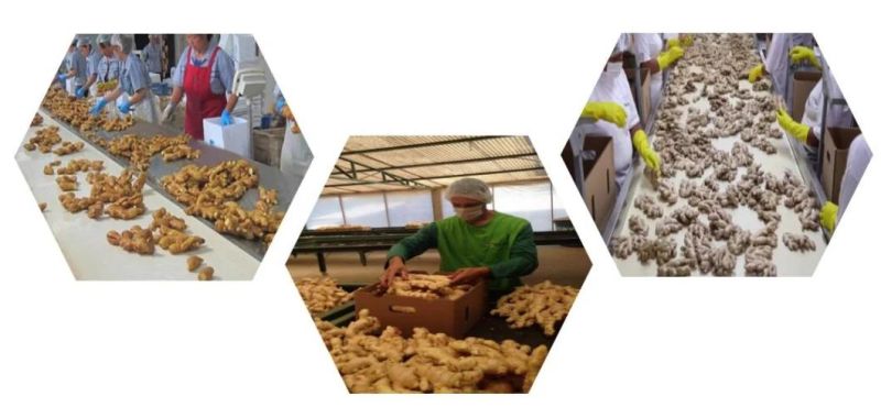 Ginger Processing Washing Peeling Drying Milling Packing Machines