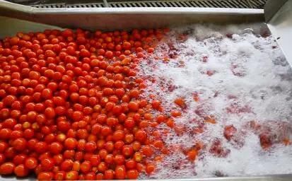 Cherry Tomato Washing Machine Small Tomato Cleaning Machine