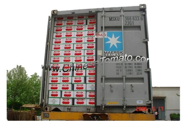 Hot Selling Gino Tomato Paste Factory in China