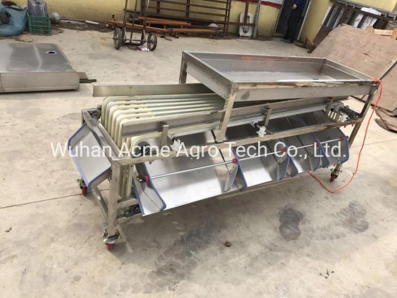 Stainless Steel Walnut Nut Grading Machine