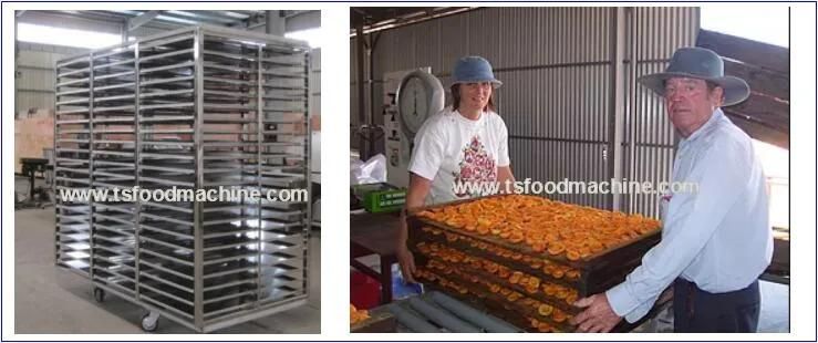 Mango, Mushroom, Date Fruit Vegetable Drying Machine