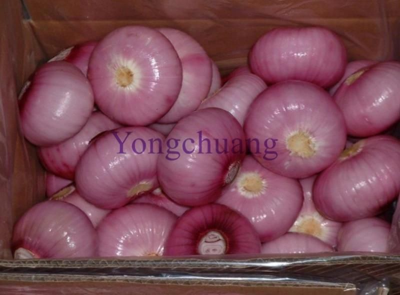 High Quality Onion Peeling Machine with High Capacity