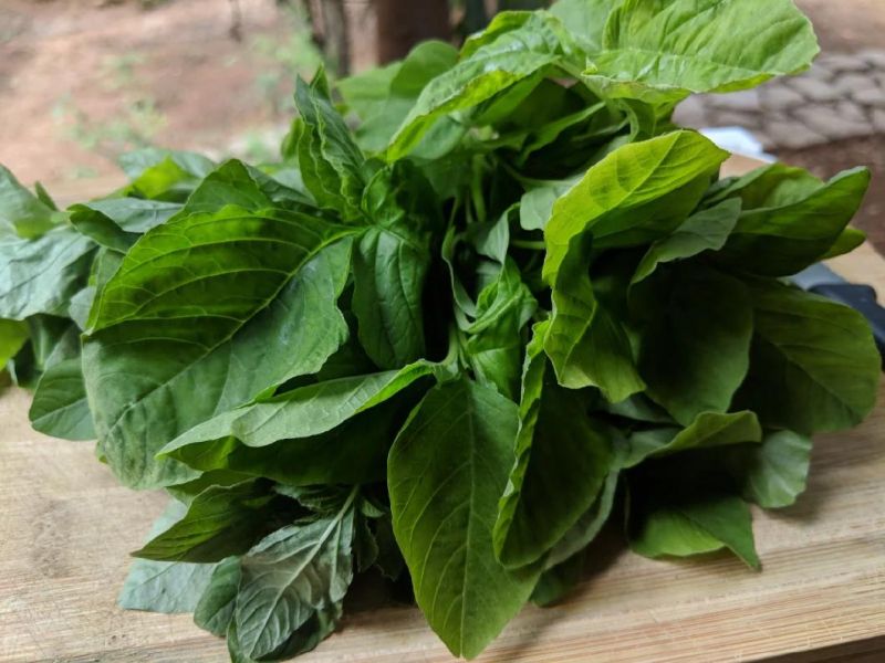 Water Spray Vegetables Amaranth Leaves Washing Machine Amaranth Leaves Washer