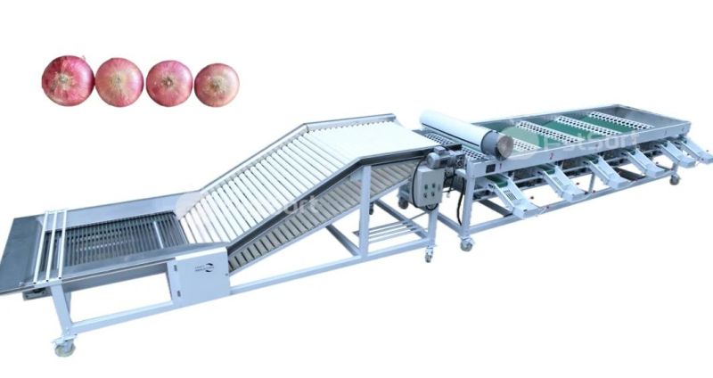 Large Capacity Garlic Onion Vegetable Sorting Grading Machine