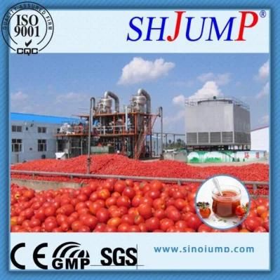 Small Tomato Processing Machine