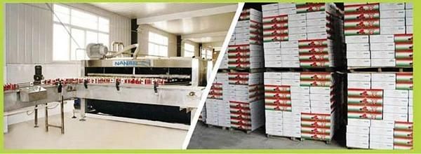 Hot Selling Gino Tomato Paste Factory in China