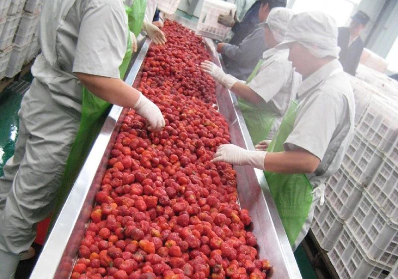 Drying Strawberry Slices Processing Line Sorting Washing Cutting Dryer Machine