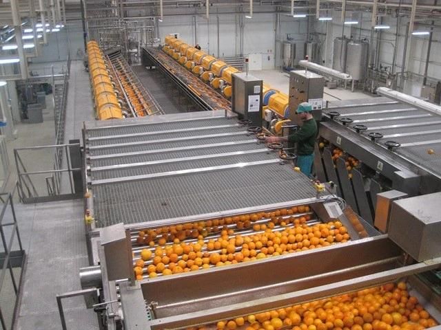 Automatic orange juicer machine high speed Belt Press Extractor