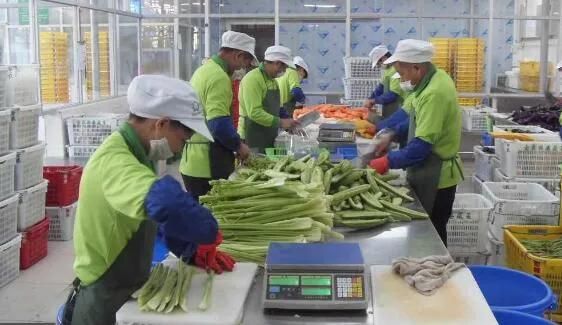 Spinach Processing Line Bubble Washing Drying Blanching and Cooling Line