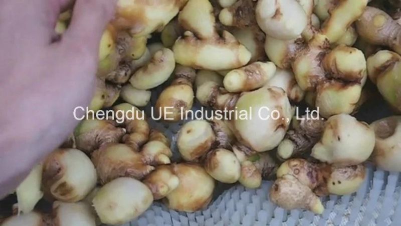 Taro Washing & Peeling Machine