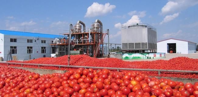 Shjump Chili Pepper Sauce Processing Line/ Chili Puree Processing Machine/Chili Paste Production Line