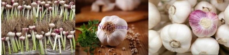 High Quality Garlic Cutting Machine with High Efficiency