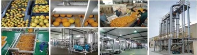 Orange Citrus Lemon Juice Processing Machine Production Line Turnkey Project