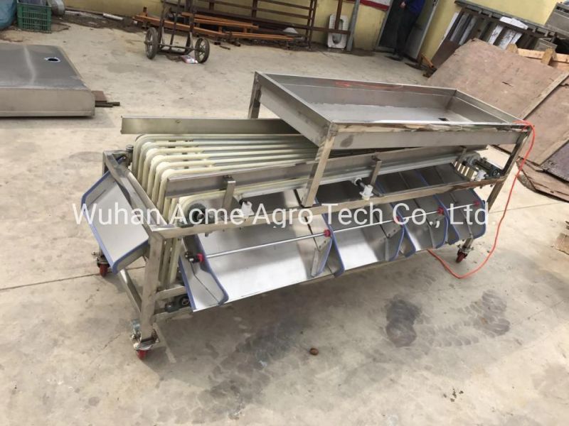 Date Palm Sorting Machine Fruit Sorting Conveyor