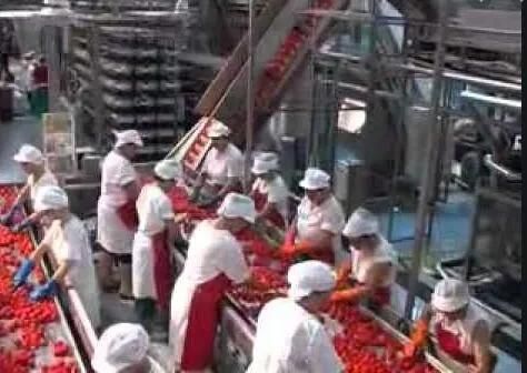 Automatic Tomato Fruit Washing and Processing Machine