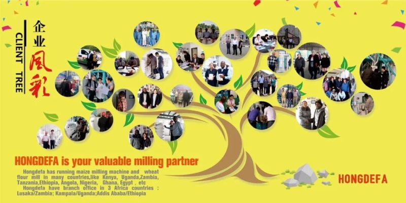 Popular New Start 50t/24h Maize Milling Machinery Line