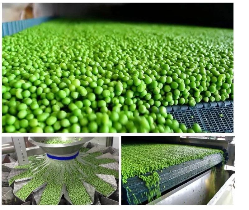 Pea and Kidney Beans Can Blanching Cooking Processing Machine