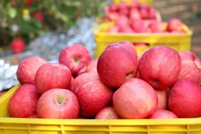 Industry Fruit Processing Line Fruit Washer Apple Washer